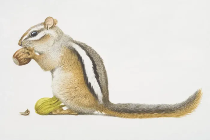 Framed Print : Least chipmunk (Tamias minimus), small squirrel-like rodent feeding on nut Framed Print : Least chipmunk (Tamias minimus), small squirrel-like rodent feeding on nut