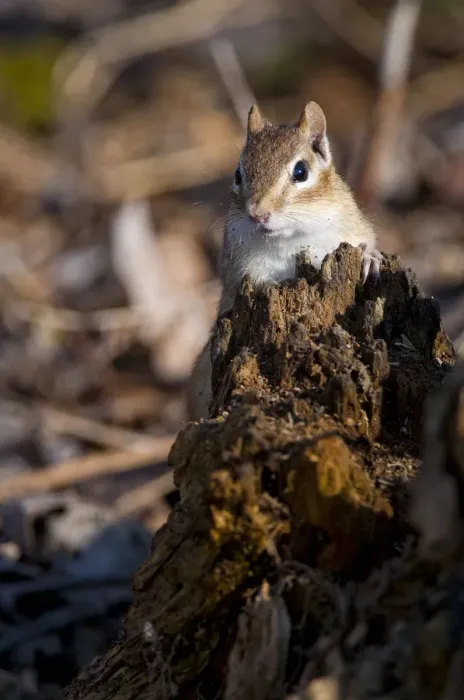 Framed Print : Chipmunk On Tree Stump