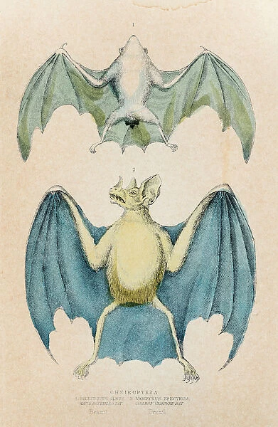 Chiroptera bat engraving 1855