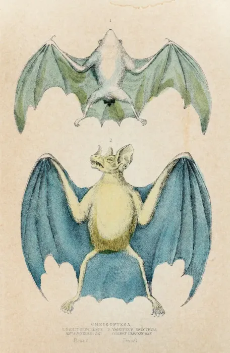 Framed Print : Chiroptera bat engraving 1855 Framed Print : Chiroptera bat engraving 1855