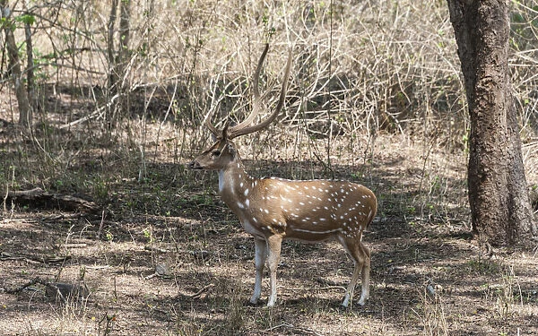 Chital -Axis axis-, Nagarhole National Park, Karnataka, India