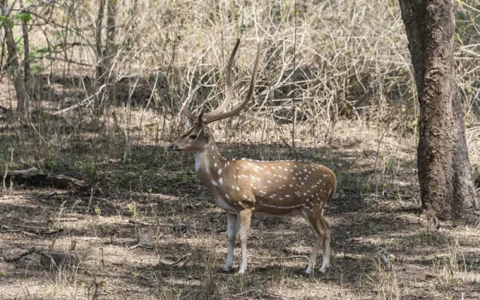 Framed Print : Chital -Axis axis-, Nagarhole National Park, Karnataka, India Framed Print : Chital -Axis axis-, Nagarhole National Park, Karnataka, India