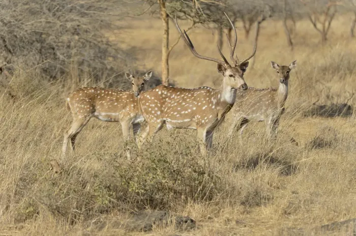 Framed Print : Chital, Cheetal or Axis Deer -Axis axis-, Gir Forest National Park, Gir Sanctuary, Gujarat, India Framed Print : Chital, Cheetal or Axis Deer -Axis axis-, Gir Forest National Park, Gir Sanctuary, Gujarat, India