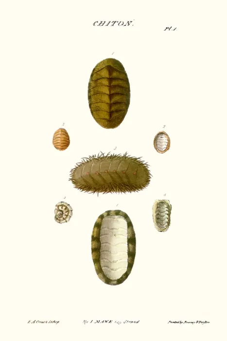 Framed Print : chiton shells
