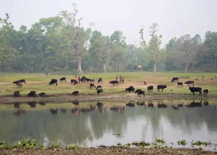 Framed Print : Chitwan National Park, Terai Region, Nepal Framed Print : Chitwan National Park, Terai Region, Nepal