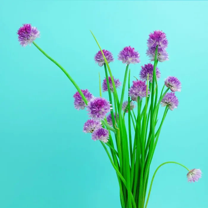 Framed Print : Chive blossoms Framed Print : Chive blossoms
