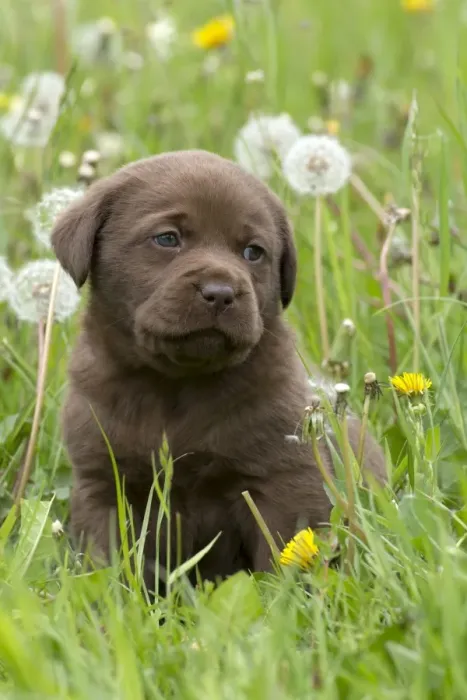 Framed Print : Chocolate Labrador Retriever puppy Framed Print : Chocolate Labrador Retriever puppy