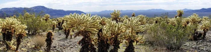 Framed Print : Cholla cacti in the Cholla Cactus Garden, Joshua Tree National Park, Desert Center, California, USA Framed Print : Cholla cacti in the Cholla Cactus Garden, Joshua Tree National Park, Desert Center, California, USA