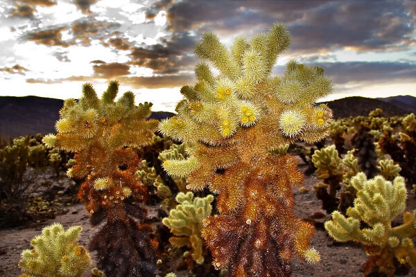 Cholla Cactus (Cylindropuntia bigelovii) Garden at sunset, Mojave Desert, Joshua Tree National Park, California, USA