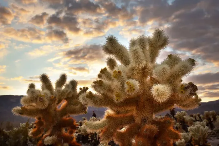 Framed Print : Cholla Cactus (Cylindropuntia bigelovii) Garden at sunset, Mojave Desert, Joshua Tree National Park, California, USA Framed Print : Cholla Cactus (Cylindropuntia bigelovii) Garden at sunset, Mojave Desert, Joshua Tree National Park, California, USA