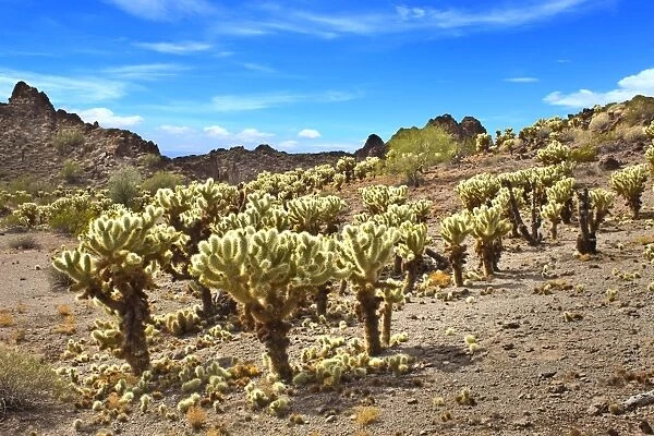 Cholla Cactus Forest in Sonora Desert