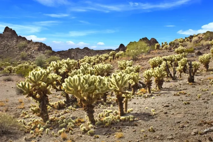 Framed Print : Cholla Cactus Forest in Sonora Desert