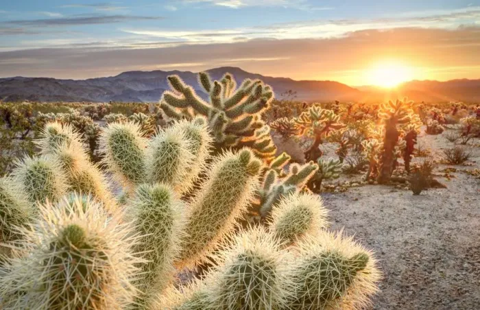 Framed Print : Cholla luminance Framed Print : Cholla luminance