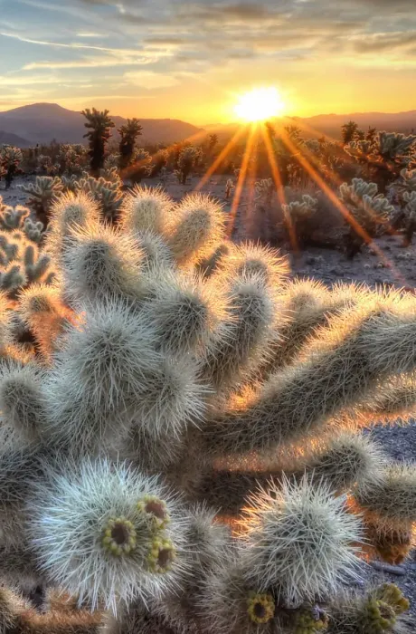 Framed Print : Chollas Cactus Sunrise Framed Print : Chollas Cactus Sunrise