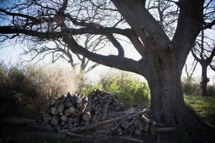 Framed Print : Chopped wood beneath an old Oak tree, Hermanus, Western Cape, South Africa Framed Print : Chopped wood beneath an old Oak tree, Hermanus, Western Cape, South Africa