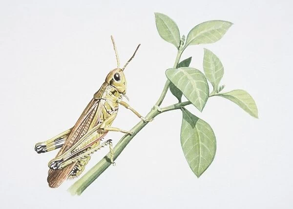 Chorthippus brunneus, Common Field Grasshopper perched on a green twig, side view