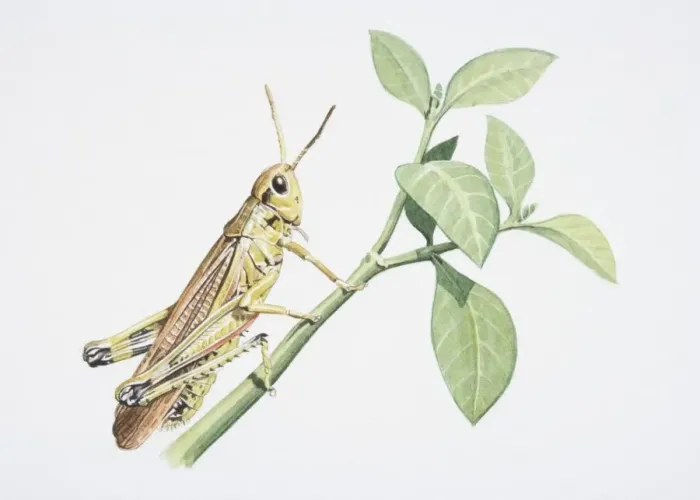 Framed Print : Chorthippus brunneus, Common Field Grasshopper perched on a green twig, side view Framed Print : Chorthippus brunneus, Common Field Grasshopper perched on a green twig, side view