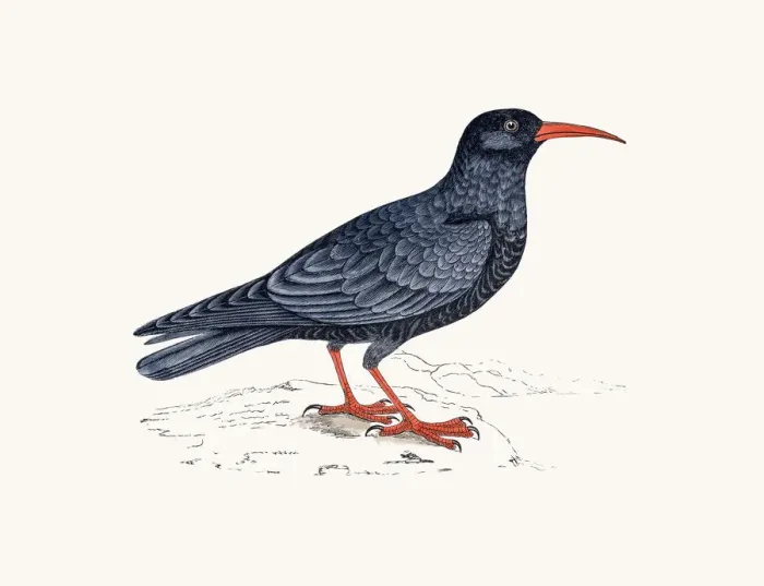 Framed Print : Chough bird Framed Print : Chough bird