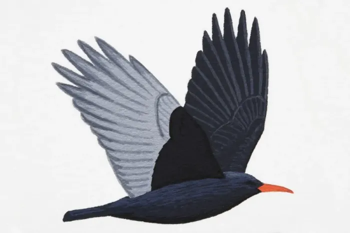 Framed Print : Chough (Pyrrhocorax pyrrhocorax), adult