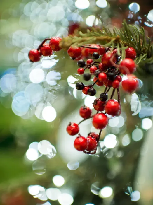 Framed Print : Christmas decoration Framed Print : Christmas decoration