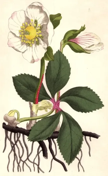Framed Print : Christmas Rose Framed Print : Christmas Rose