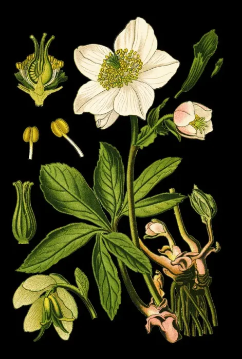 Framed Print : Christmas rose, black hellebore Framed Print : Christmas rose, black hellebore