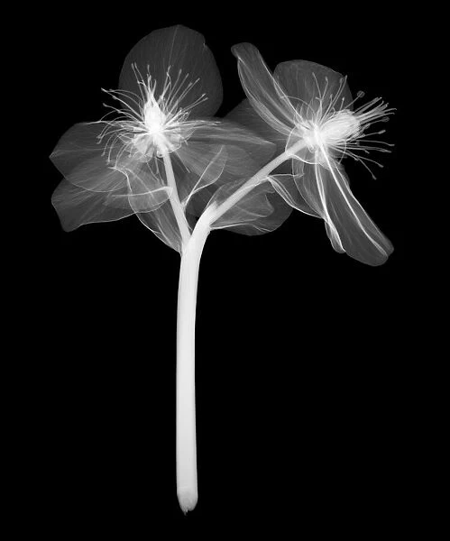 Christmas rose (Helleborus niger), X-ray