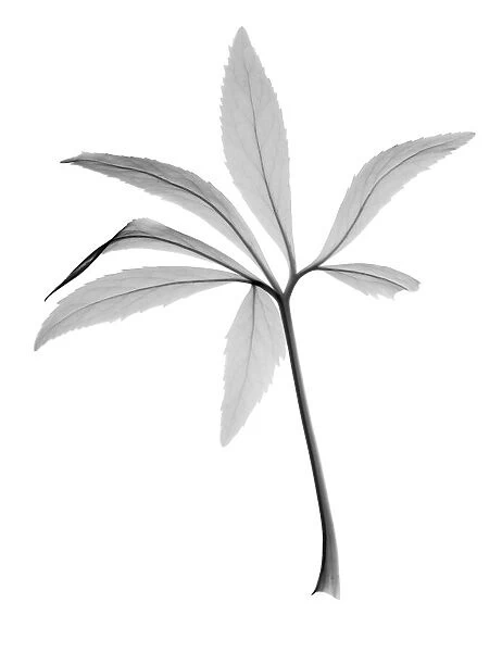 Christmas rose (Helleborus sp. ), X-ray