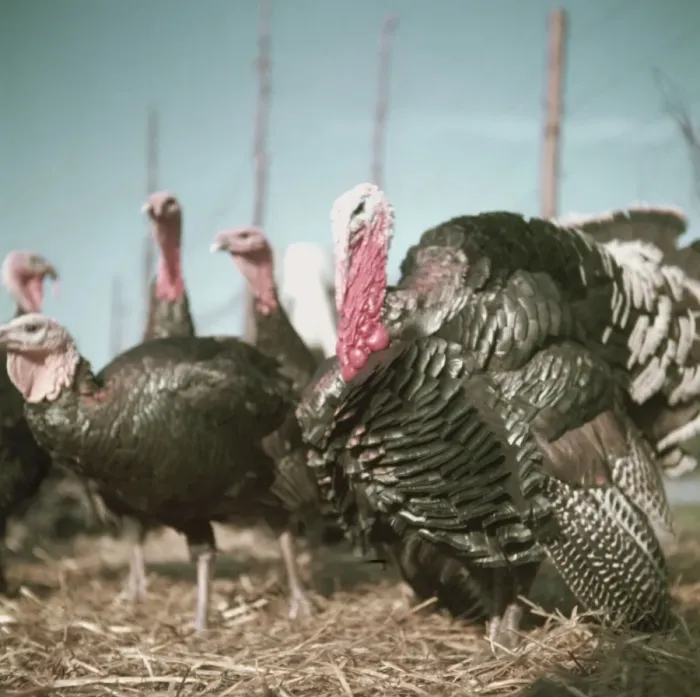Framed Print : Christmas Turkeys Framed Print : Christmas Turkeys