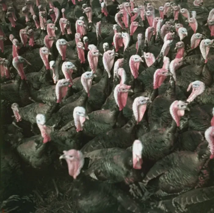 Framed Print : Christmas Turkeys Framed Print : Christmas Turkeys