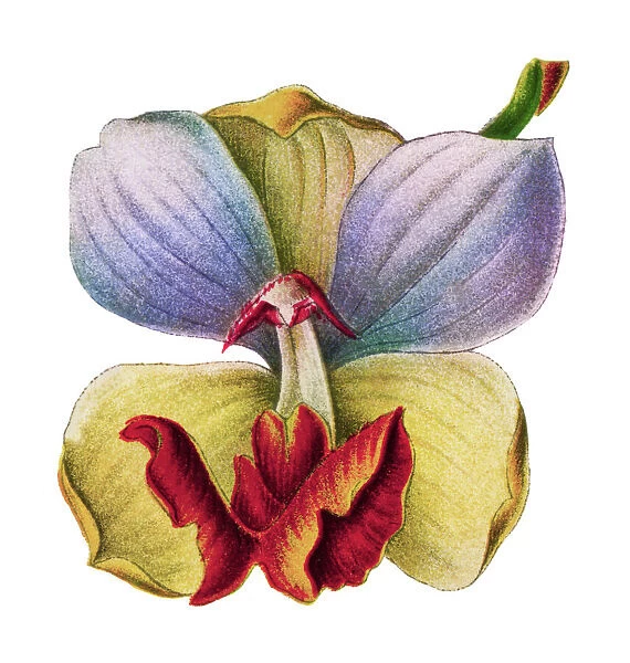 Chromolithograph illustration of orchid Aganisia cyanea