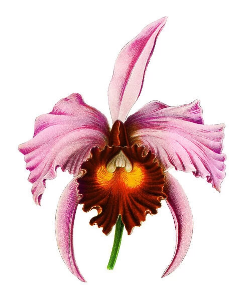 Chromolithograph illustration of orchid Flor de Mayo or 'Christmas orchid'