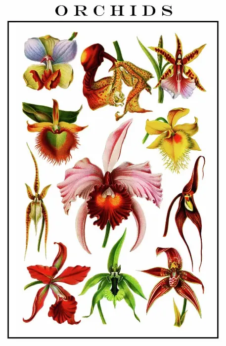 Framed Print : Chromolithograph illustration of orchids (Orchidaceae) Framed Print : Chromolithograph illustration of orchids (Orchidaceae)