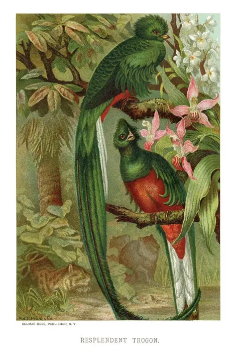 Framed Print : chromolithograph of resplendent quetzal, Pharomachrus mocinno, in forest habitat Framed Print : chromolithograph of resplendent quetzal, Pharomachrus mocinno, in forest habitat