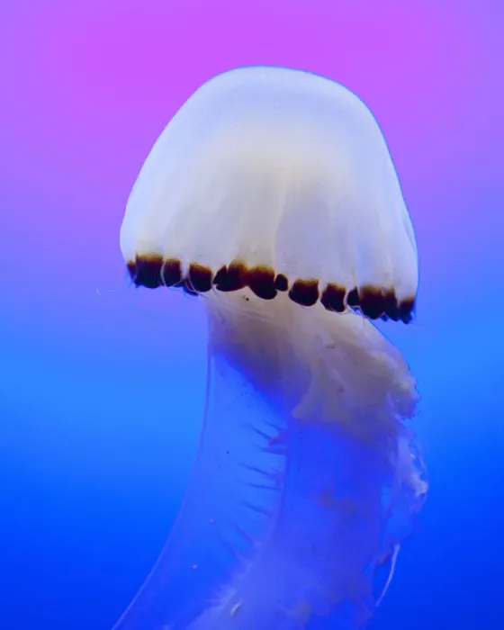 Framed Print : Chrysaora Jellyfish