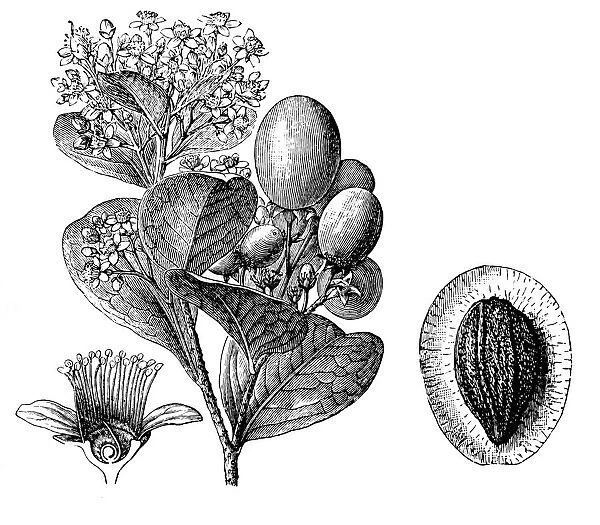Chrysobalanus icaco (cocoplum, Paradise Plum or icaco)