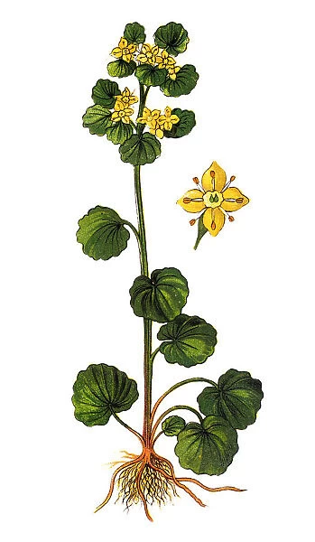 Chrysosplenium alternifolium is a species of flowering plant in the saxifrage family