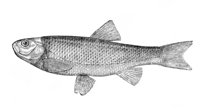 Framed Print : The chub (Squalius cephalus) Framed Print : The chub (Squalius cephalus)
