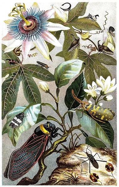 Cicada. Illustration of Cicada