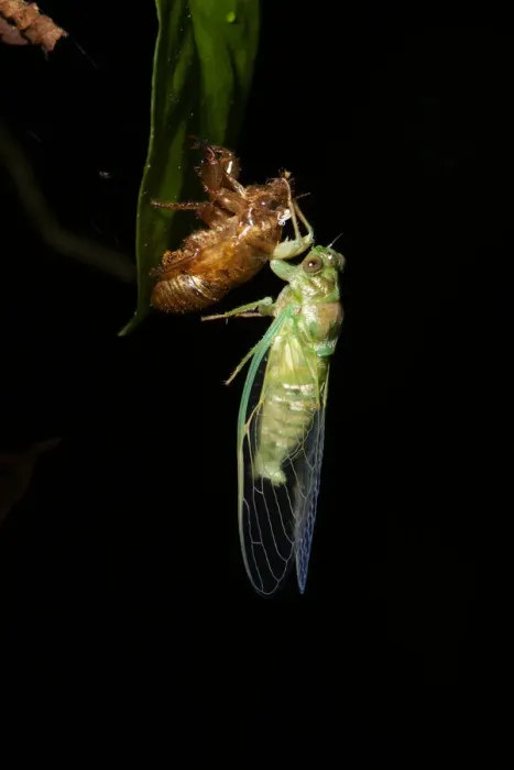 Framed Print : Cicada. New born cicada and exoskeleton Framed Print : Cicada. New born cicada and exoskeleton