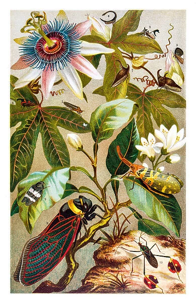 Cicada and flowers lithograph 1895