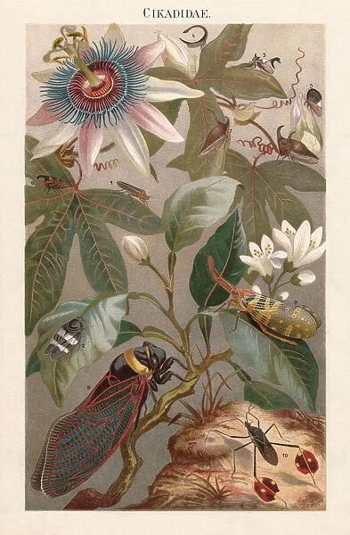 Cicadas, lithograph, published in 1897