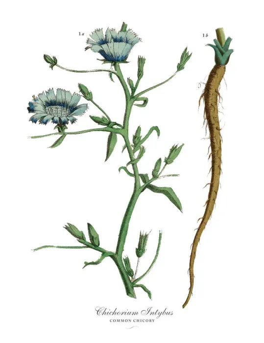 Framed Print : Cichorium Intybus, Chicory Plants, Victorian Botanical Illustration Framed Print : Cichorium Intybus, Chicory Plants, Victorian Botanical Illustration