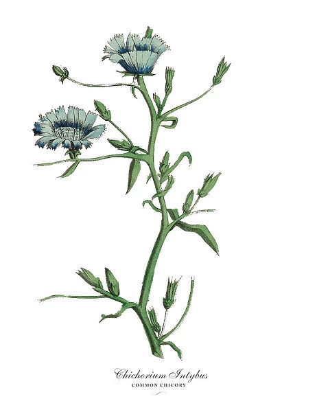 Cichorium Intybus, Chicory Plants, Victorian Botanical Illustration