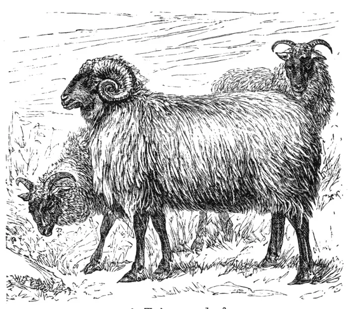Framed Print : Cigaja sheep Framed Print : Cigaja sheep