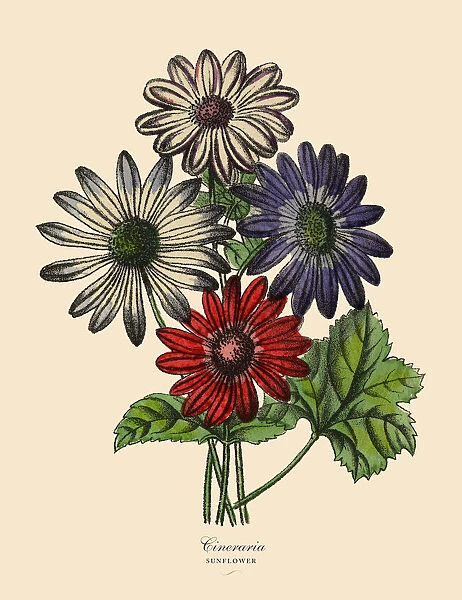 Cineraria or Sunflower Plants, Victorian Botanical Illustration