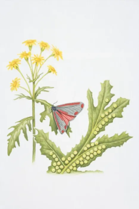 Framed Print : Cinnabar Moth (Tyria jacobaeae) perched on leaf of yellow flower, eggs laid on underside of leaf shown in separate, enlarged section