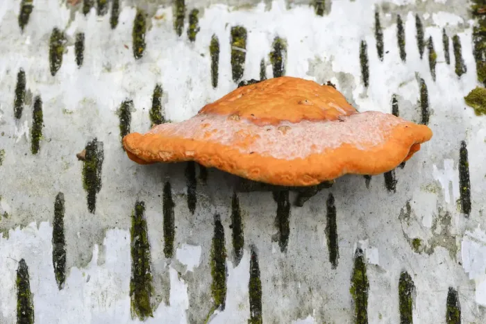 Framed Print : Cinnabar Polypore -Pycnoporus cinnabarinus-, Emsland, Lower Saxony, Germany Framed Print : Cinnabar Polypore -Pycnoporus cinnabarinus-, Emsland, Lower Saxony, Germany