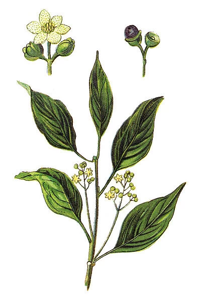 Cinnamomum camphora, camphor tree, camphorwood or camphor laurel