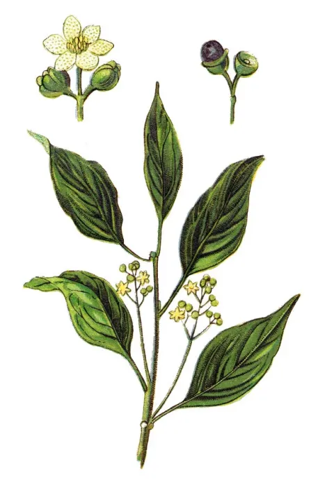 Framed Print : Cinnamomum camphora, camphor tree, camphorwood or camphor laurel Framed Print : Cinnamomum camphora, camphor tree, camphorwood or camphor laurel